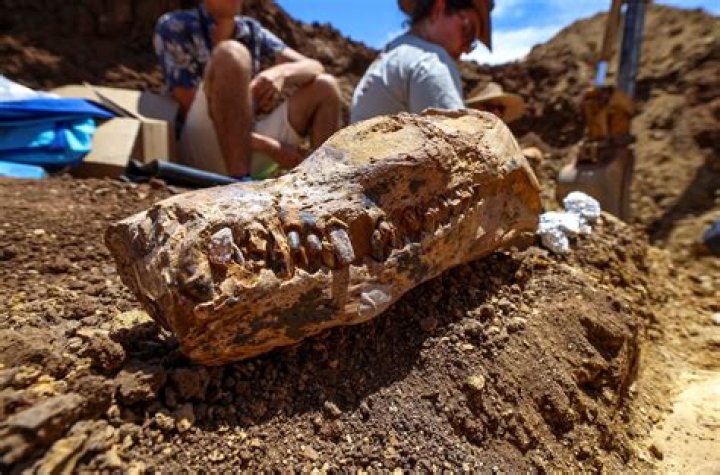 Unveil The Identity Of Mayara Cannon: Discoveries And Insights Await