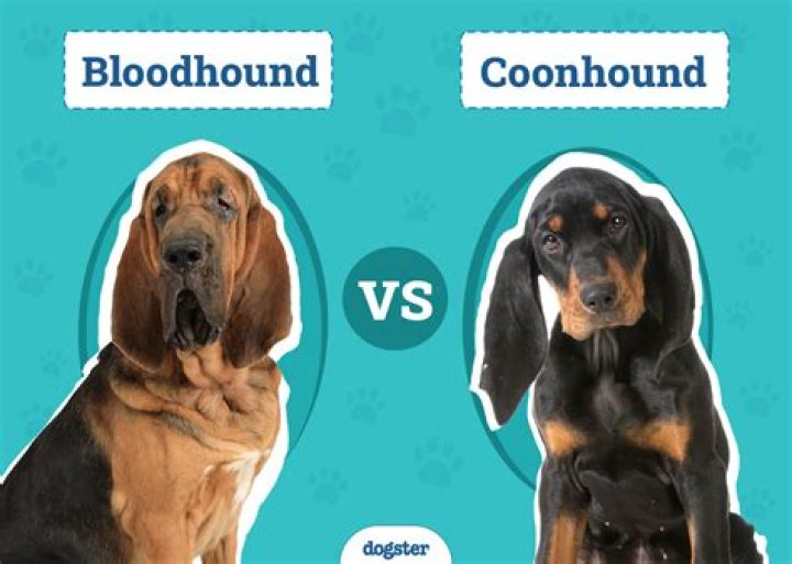 "When They Are Chasing You Down With An Old Bloodhound"